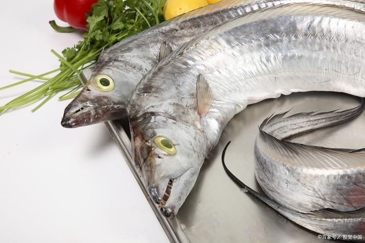 和刀魚相似的魚圖片，似刀魚的魚類 和刀魚相似的魚圖片，似刀魚的魚類 全國水族館企業名錄 第19張