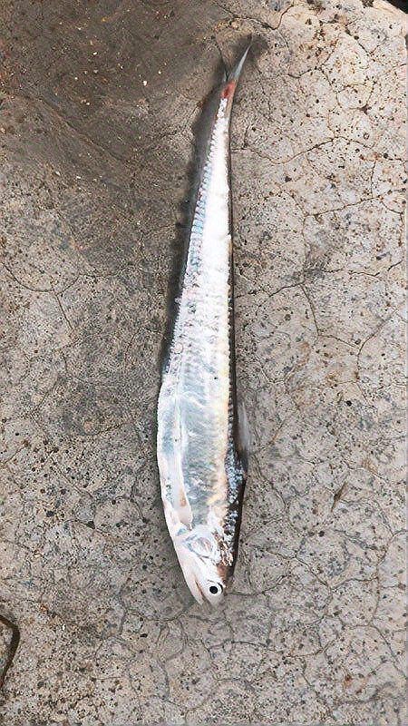 和刀魚相似的魚圖片，似刀魚的魚類 和刀魚相似的魚圖片，似刀魚的魚類 全國水族館企業名錄 第30張