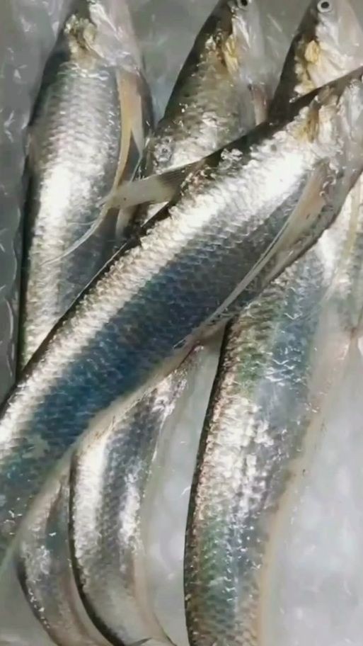和刀魚相似的魚圖片，似刀魚的魚類 和刀魚相似的魚圖片，似刀魚的魚類 全國水族館企業名錄 第20張