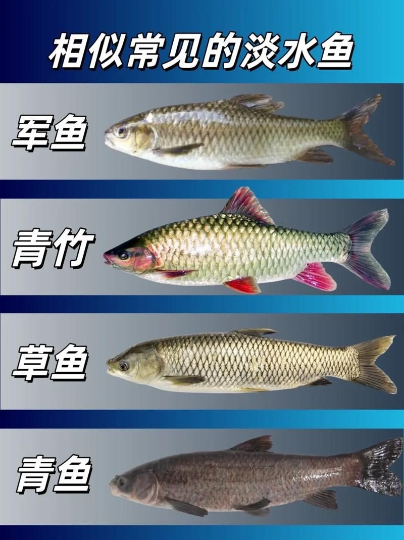 和刀魚相似的魚圖片，似刀魚的魚類 和刀魚相似的魚圖片，似刀魚的魚類 全國水族館企業名錄 第25張