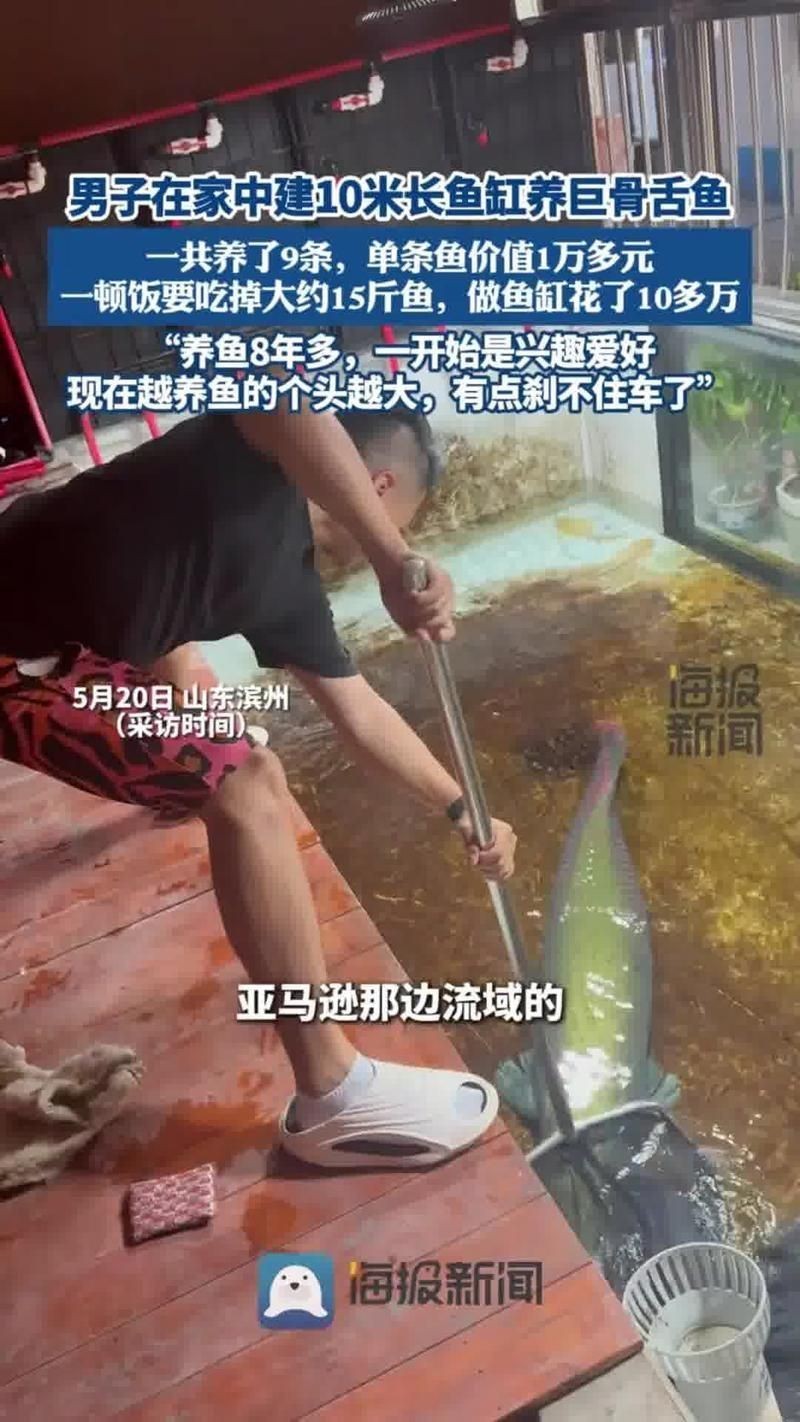 巨骨舌魚多少一條，你可以按需選擇，，直白詢問型，巨骨舌魚單條售價幾何？，簡潔好奇型，巨骨舌魚一條啥價？，日常探詢型，巨骨舌