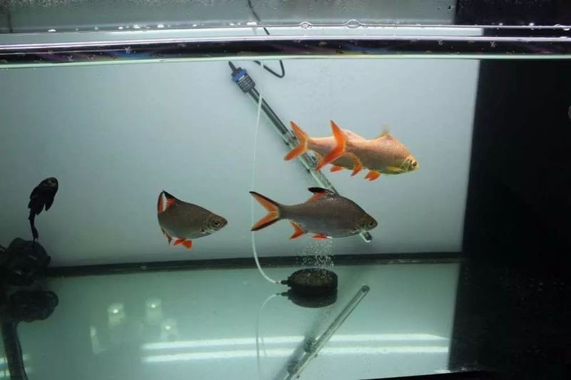 我用小缸養(yǎng)了3年的龍魚(yú)，三載小缸育