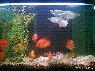 我用小缸養(yǎng)了3年的龍魚，三載小缸育