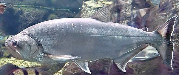 巨爆牙魚可以群養(yǎng)嗎？爆牙魚適宜群