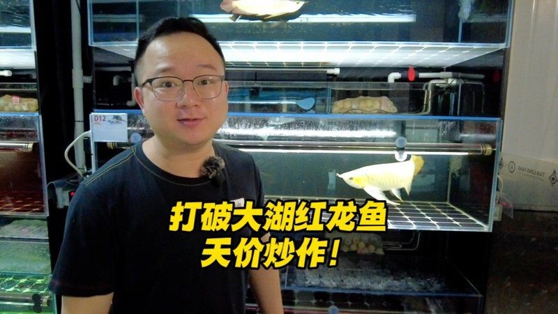 20cm紅龍魚一般多少錢，幾種不同風格的簡短標題示例供你參考，，直白型，20cm紅龍魚價格揭秘，疑問型，20cm紅龍魚啥價？，實用型，速覽20cm紅龍魚