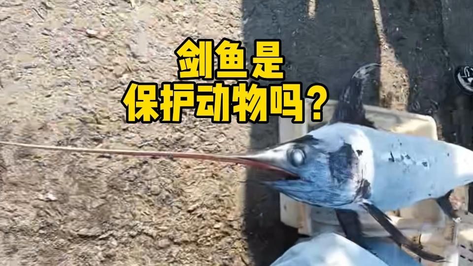 劍魚最好少吃三個原因，食劍魚，三大