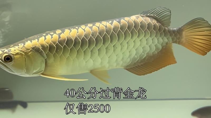 40公分過背金龍魚價格，你可以按需選擇，，直白型，40公分過背金龍魚售價揭秘，疑問型，40公分過背金龍魚啥價？，吸睛型，驚！40公分過背金龍