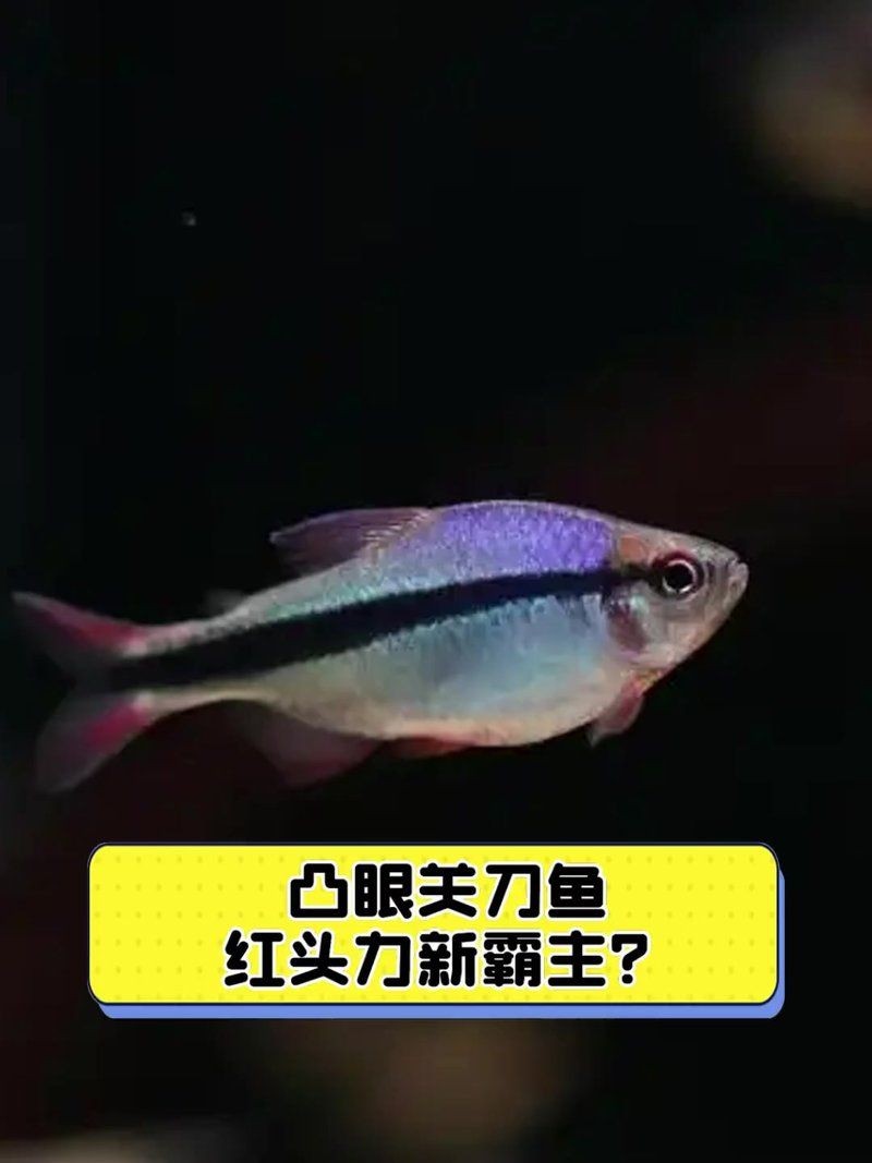 關刀魚哪個品種好，幾種不同風格的一句短標題供你參考，，優選關刀魚佳種，探尋關刀魚好品種