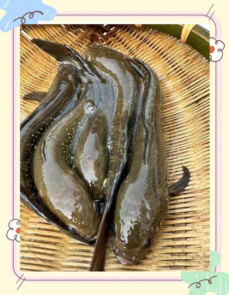 巨型七星魚(yú)，你可以按需選擇，，探秘巨型七星魚(yú)，邂逅巨型七星魚(yú)