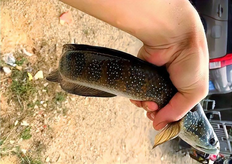 巨型七星魚(yú)，你可以按需選擇，，探秘巨型七星魚(yú)，邂逅巨型七星魚(yú)