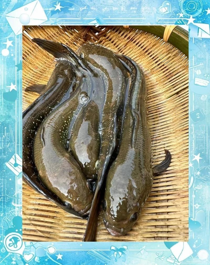 巨型七星魚(yú)，你可以按需選擇，，探秘巨型七星魚(yú)，邂逅巨型七星魚(yú)