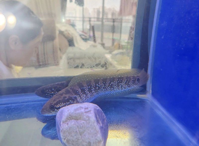 巨型七星魚(yú)，你可以按需選擇，，探秘巨型七星魚(yú)，邂逅巨型七星魚(yú)