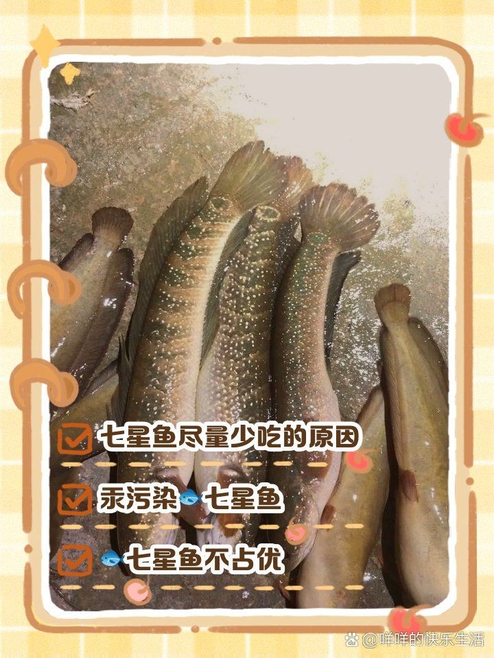 巨型七星魚(yú)，你可以按需選擇，，探秘巨型七星魚(yú)，邂逅巨型七星魚(yú)