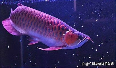家養(yǎng)紅龍的壽命是多久，你可以按需選擇，，探秘家養(yǎng)紅龍壽命時長，揭秘家養(yǎng)紅龍能活多久，家養(yǎng) 家養(yǎng)紅龍的壽命是多久，你可以按需選擇，，探秘家養(yǎng)紅龍壽命時長，揭秘家養(yǎng)紅龍能活多久，家養(yǎng) 龍魚百科 第9張