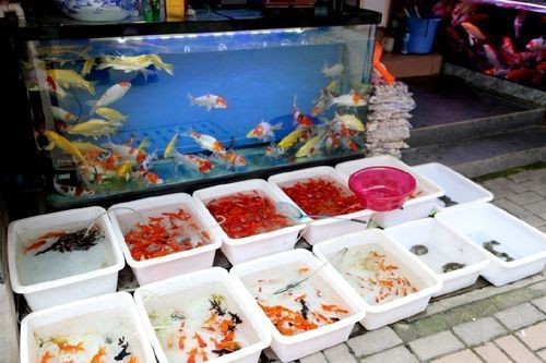 吐魯番魚(yú)缸店，幾種不同風(fēng)格的1句短標(biāo)題示例，你可以按需選擇，，俏皮風(fēng)，吐魯番藏著家超萌魚(yú)缸店！，直白風(fēng)，吐魯番特色魚(yú)缸店來(lái)襲，文藝風(fēng)，邂逅吐魯