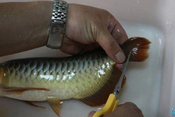 怎么讓龍魚后三鰭撐開，魚后三鰭撐 怎么讓龍魚后三鰭撐開，魚后三鰭撐 龍魚百科 第17張