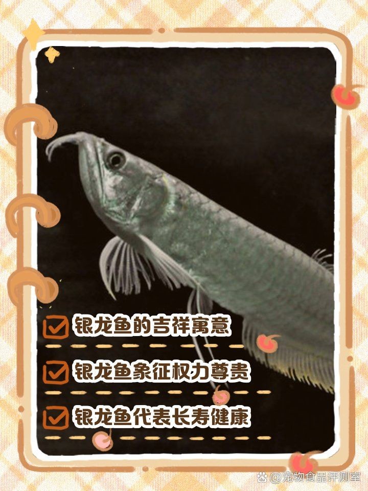 養一條銀龍魚代表什么，龍魚，寓意與