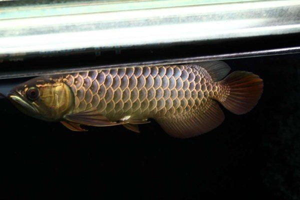 烏蘭察布魚(yú)缸維護(hù)，幾種不同風(fēng)格的一句短標(biāo)題供你參考，，俏皮風(fēng)，烏蘭察布，給魚(yú)缸來(lái)場(chǎng)貼心養(yǎng)護(hù)~，專業(yè)風(fēng)，聚焦烏蘭察布魚(yú)缸專業(yè)維護(hù)，直白風(fēng)，烏蘭察布魚(yú)缸