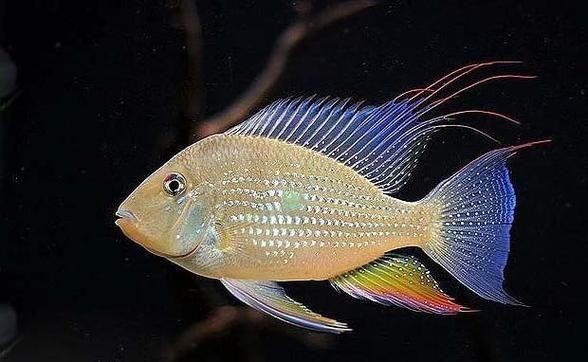 關刀魚起頭圖片，幾種不同風格的一句短標題供你參考，，霸氣關刀魚驚艷起頭！，靈動關刀魚，絕美起頭瞬間！，關刀魚起頭，盡顯獨特風姿