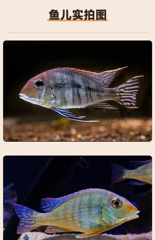 關刀魚起頭圖片，幾種不同風格的一句短標題供你參考，，霸氣關刀魚驚艷起頭！，靈動關刀魚，絕美起頭瞬間！，關刀魚起頭，盡顯獨特風姿
