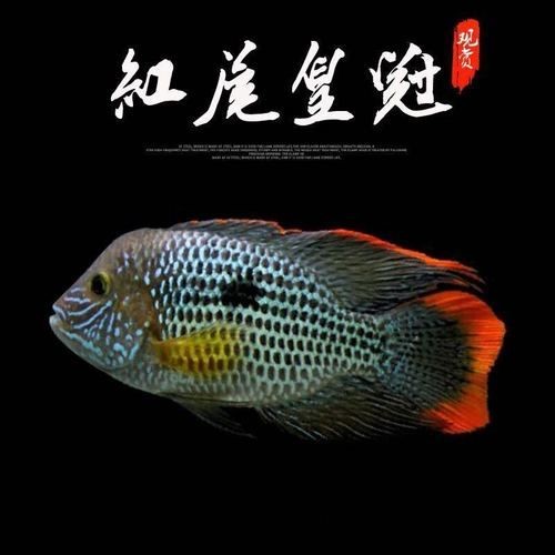 關刀魚起頭圖片，幾種不同風格的一句短標題供你參考，，霸氣關刀魚驚艷起頭！，靈動關刀魚，絕美起頭瞬間！，關刀魚起頭，盡顯獨特風姿