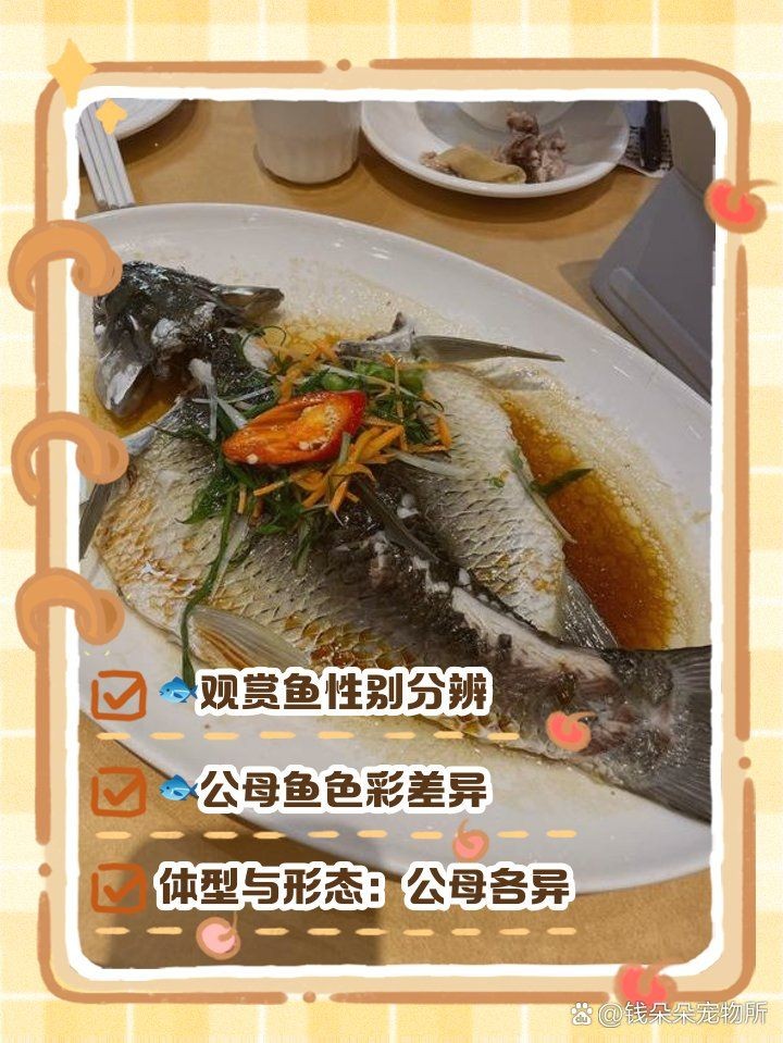 和尚魚多大能看公母，魚辨公母的 和尚魚多大能看公母，魚辨公母的 全國水族館企業名錄 第4張