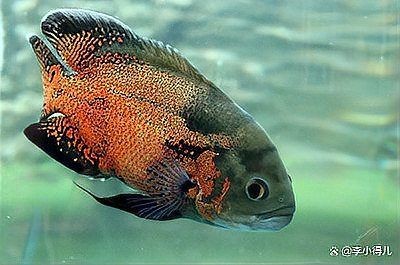 和尚魚多大能看公母，魚辨公母的 和尚魚多大能看公母，魚辨公母的 全國水族館企業名錄 第8張