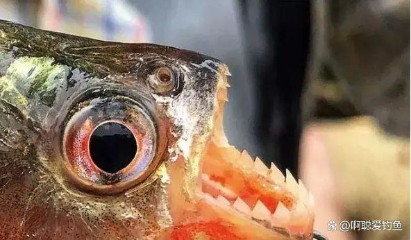 巨骨舌魚有多兇猛，你可以按需選擇，，探秘巨骨舌魚之兇猛！，驚！巨骨舌魚竟這般兇猛，聚焦，巨骨舌魚的兇猛