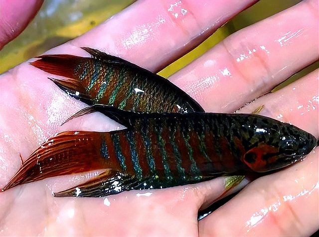 和尚魚多少錢一條，幾種不同風格的簡短標題供你參考，，和尚魚單價幾何？，和尚魚每條啥價？，探和尚