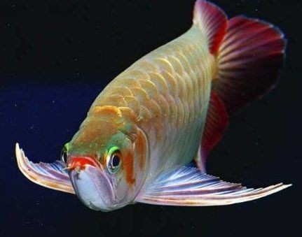 大湖紅龍和辣椒紅龍哪個好，龍魚之選，大湖VS辣椒