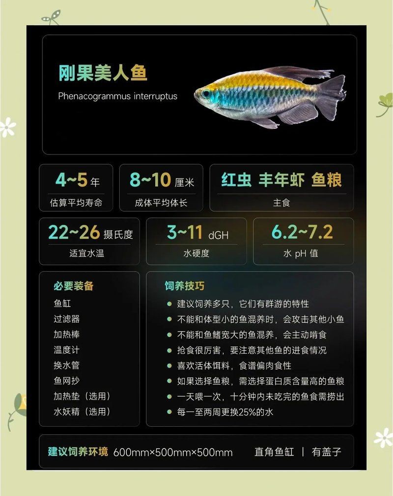 剛果美人魚為什么很少人養，剛果美人魚鮮