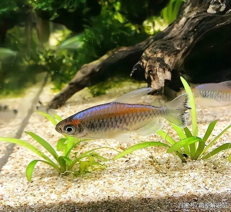 剛果美人魚為什么很少人養，剛果美人魚鮮
