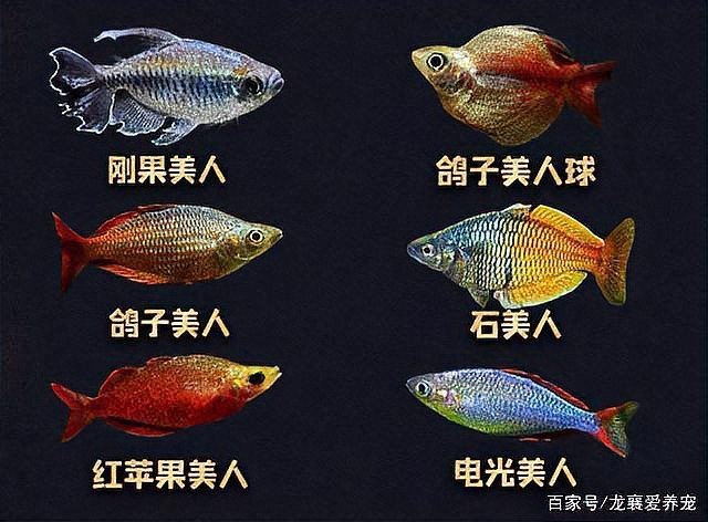 剛果美人魚為什么很少人養，剛果美人魚鮮