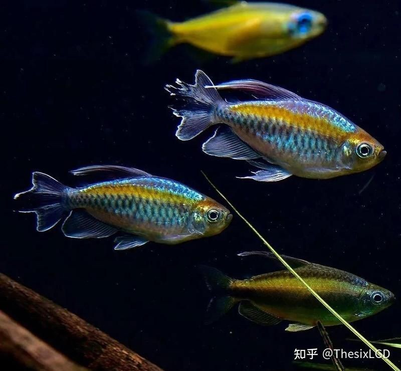 剛果美人魚為什么很少人養，剛果美人魚鮮