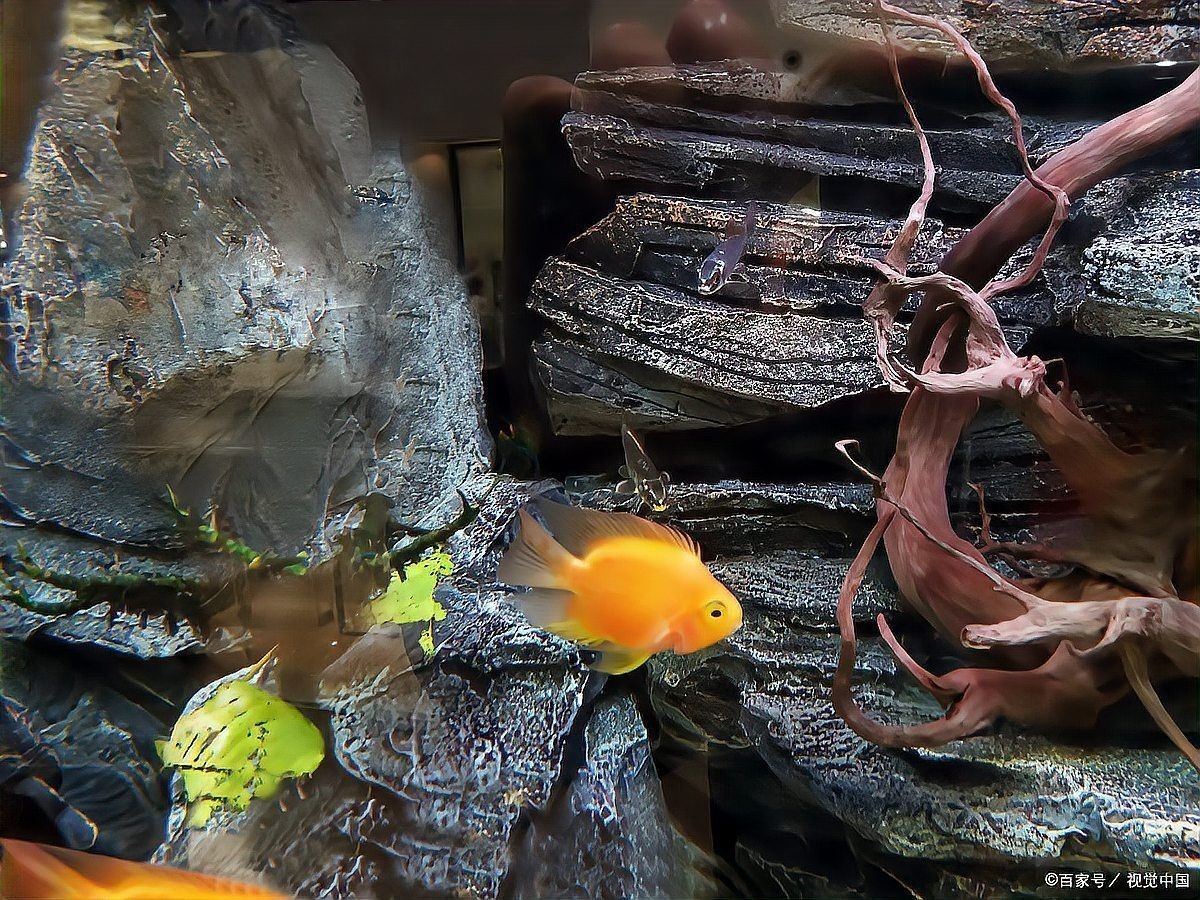 剛果美人魚為什么很少人養，剛果美人魚鮮