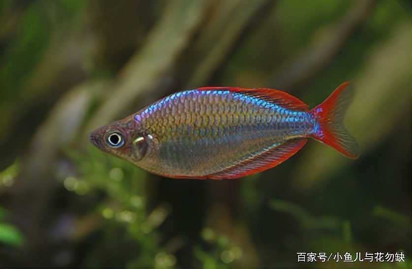 剛果美人魚為什么很少人養，剛果美人魚鮮