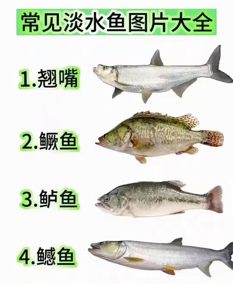 各種常見魚的辨認圖，魚類辨識