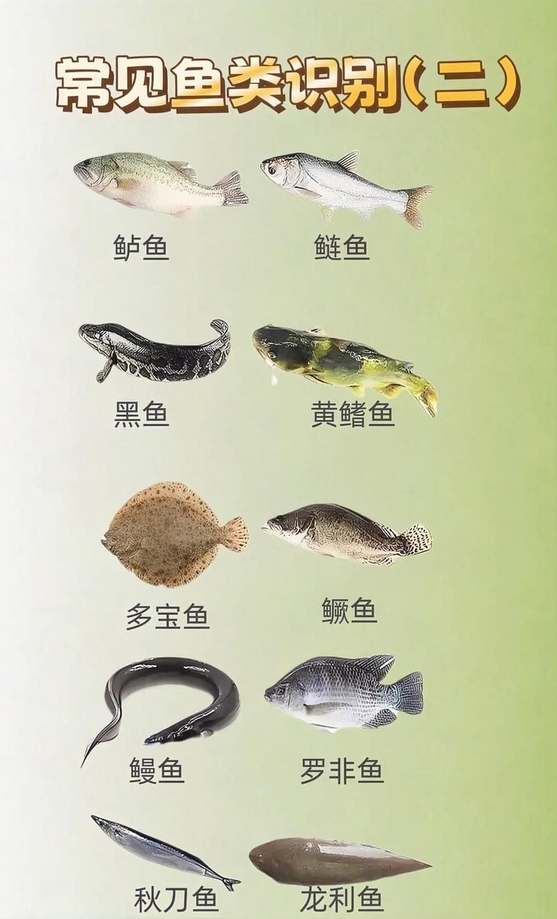 各種常見魚的辨認圖，魚類辨識