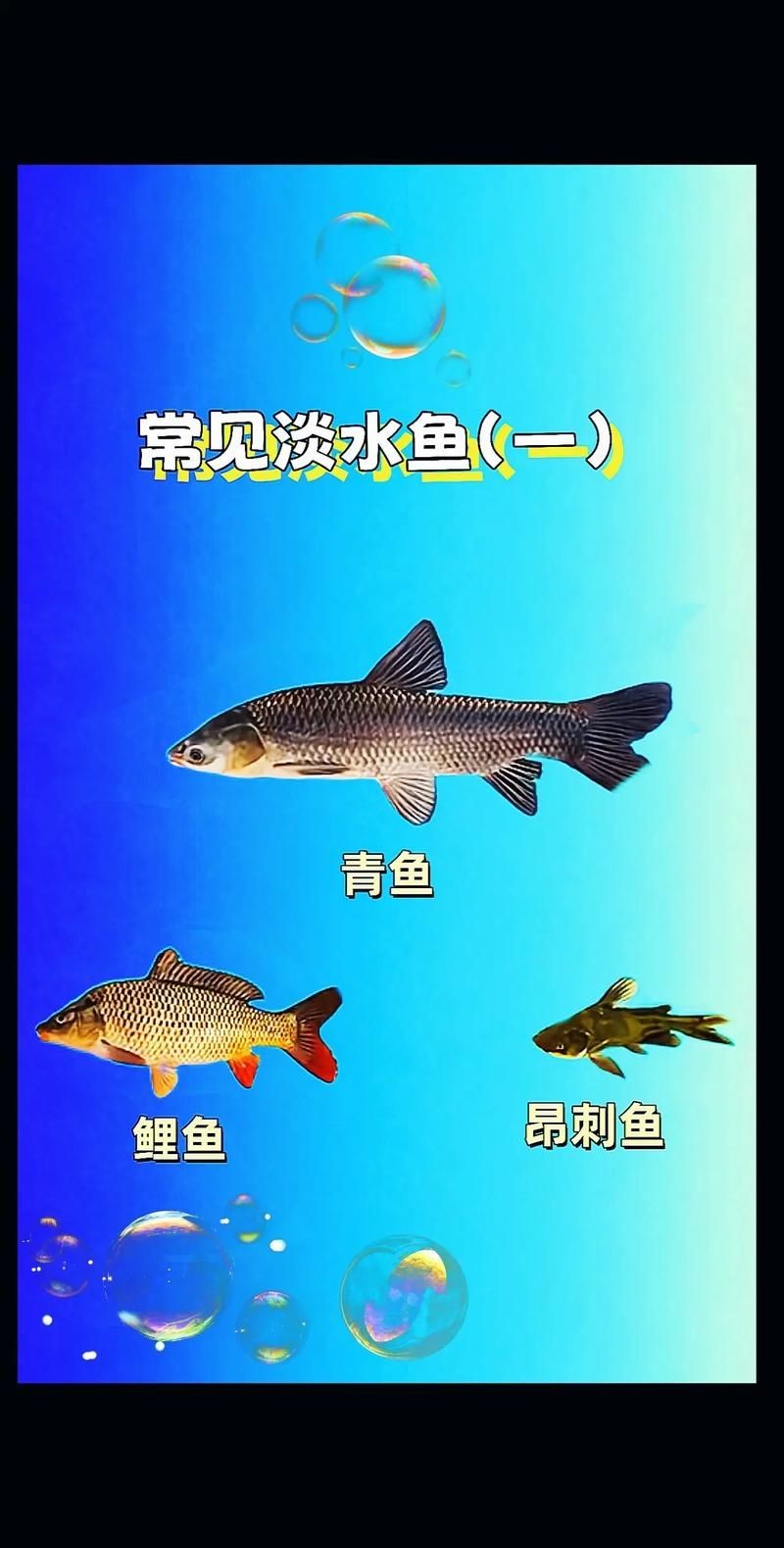 各種常見魚的辨認圖，魚類辨識