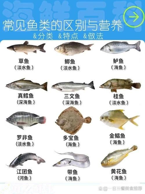 各種常見魚的辨認圖，魚類辨識