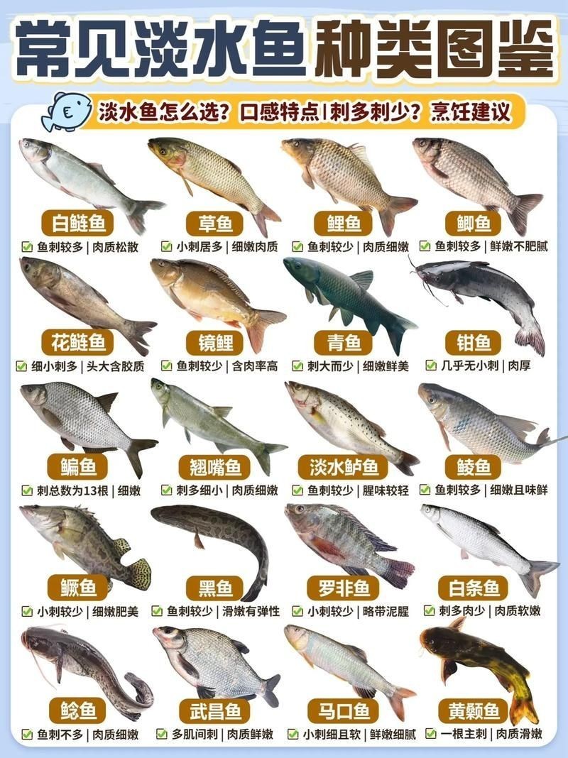 各種常見魚的辨認圖，魚類辨識