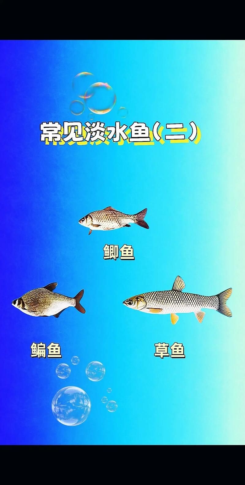 各種常見魚的辨認圖，魚類辨識