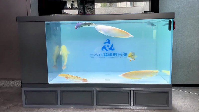巨骨舌魚能和什么魚混養，骨舌魚適配混