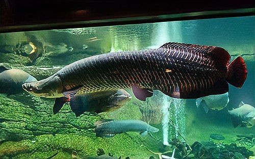 巨骨舌魚能和什么魚混養，骨舌魚適配混
