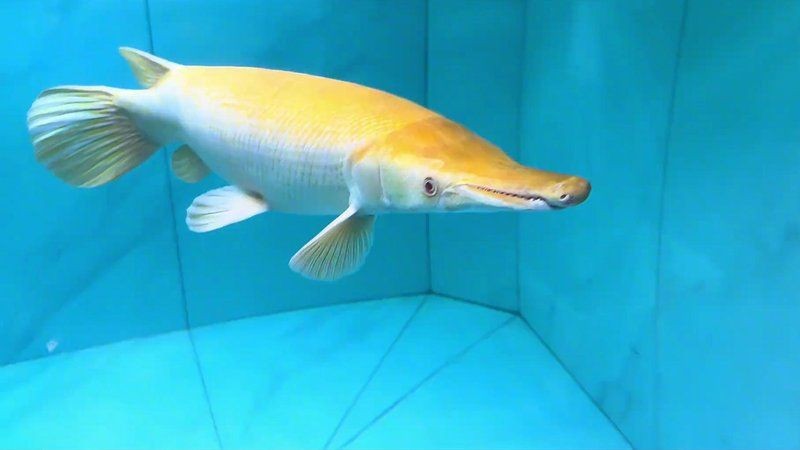 巨骨舌魚能和什么魚混養，骨舌魚適配混