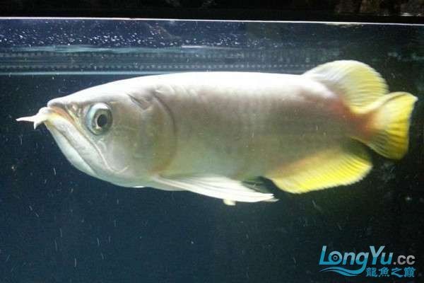 號半龍魚價格，你可以按需選用，，平價驚喜！號半龍魚價格揭秘，速看！號半龍魚當下價格行情，聚焦，號半龍魚最新價格
