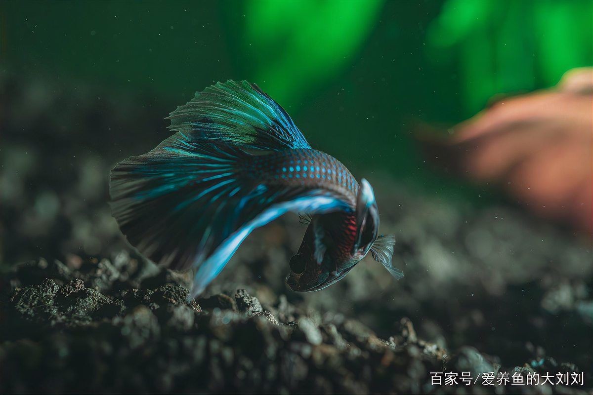 兩條龍魚打架會打死嗎，魚相斗，生死