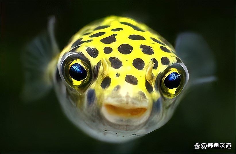 兩條龍魚打架會打死嗎，魚相斗，生死