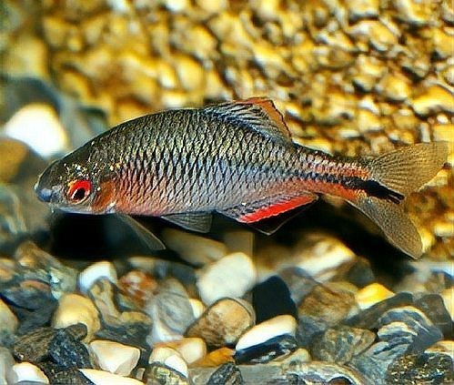 光唇魚有攻擊性嗎，唇魚具攻擊性