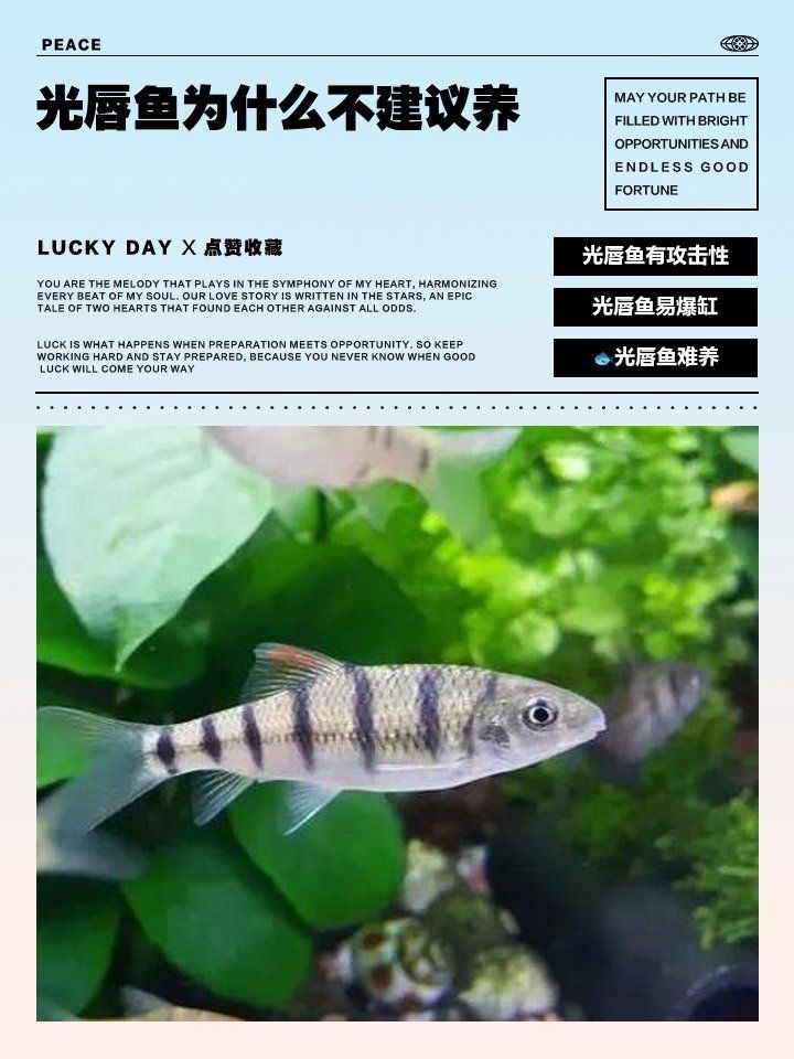 光唇魚有攻擊性嗎，唇魚具攻擊性